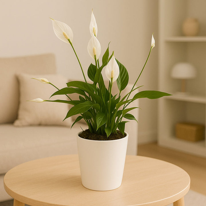 EverPure Peace Lily in Elegant Marble Finish Pot