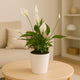 EverPure Peace Lily in Elegant Marble Finish Pot
