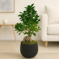 Elegant Ficus Ginseng Bonsai in Stylish Black Pot