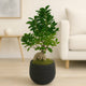 Elegant Ficus Ginseng Bonsai in Stylish Black Pot