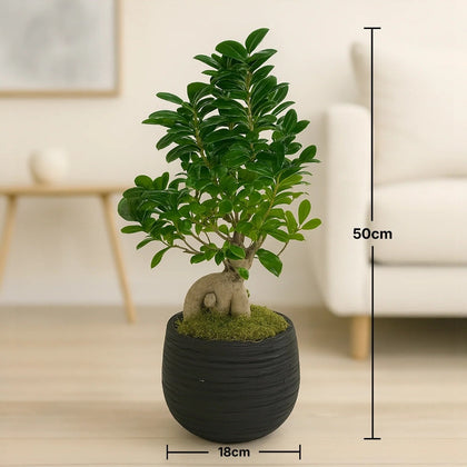 Elegant Ficus Ginseng Bonsai in Stylish Black Pot