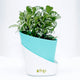 Vibrant Fittonia Plant in Stylish Conical Pot - Perfect for Indoor & Outdoor Decor
