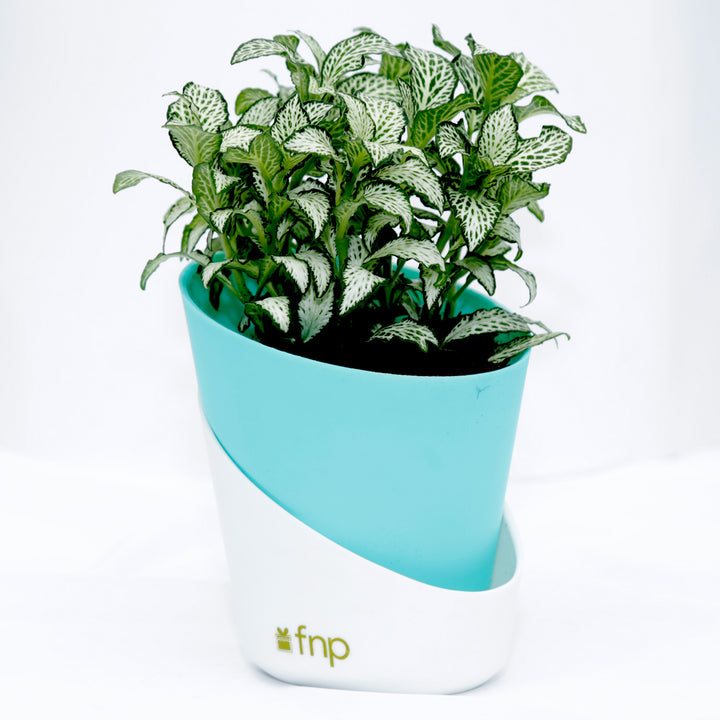 Vibrant Fittonia Plant in Stylish Conical Pot - Perfect for Indoor & Outdoor Decor
