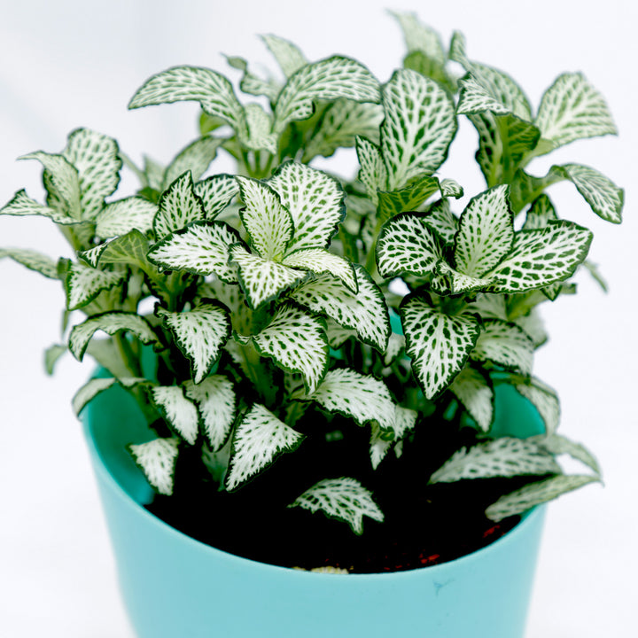 Vibrant Fittonia Plant in Stylish Conical Pot - Perfect for Indoor & Outdoor Decor