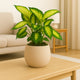 Golden Glow Dieffenbachia in Elegant Beige Vase