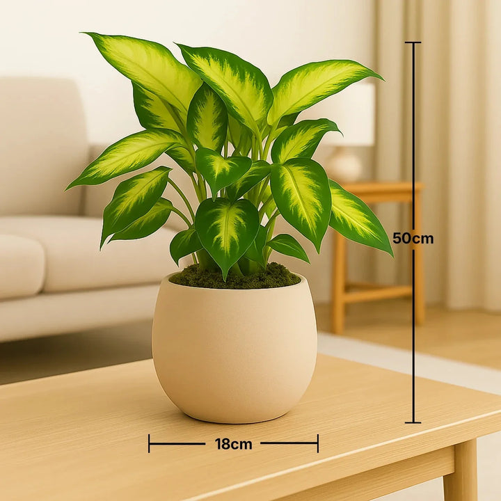 نبات ديفنباخيا جولدن جلو في مزهرية بيج أنيقة