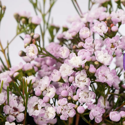 عطر جيس سيدكتيف فيم 75 مل مع علبة هدايا زهرية - أناقة في تفتح