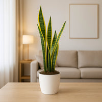Elegant Indoor Snake Plant in Marble Finish White Cement Pot