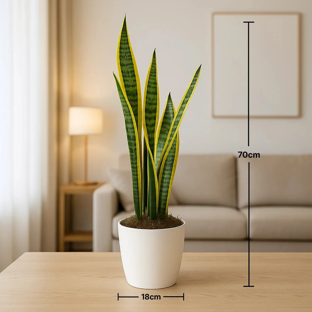 نبات الثعبان الداخلي الأنيق في وعاء سيراميك أبيض بتشطيب رخامي