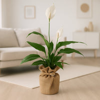 Jute Wrapped Peace Lily Plant