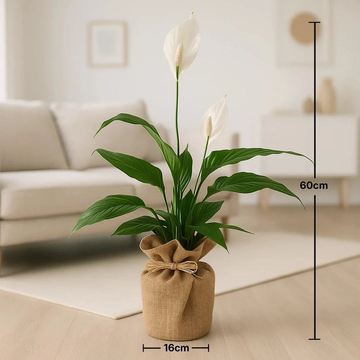 نبات زنبق السلام المغلف بالخيش الأنيق - سباثيفيلوم فيفالدي/لوريتا