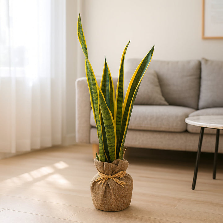 Elegant Jute Wrapped Sansevieria Laurentii - Perfect Indoor Decor