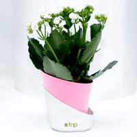 Elegant Kalanchoe Plant in Stylish Conical Pot - Perfect for Indoor & Outdoor Decor