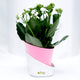 Elegant Kalanchoe Plant in Stylish Conical Pot - Perfect for Indoor & Outdoor Decor