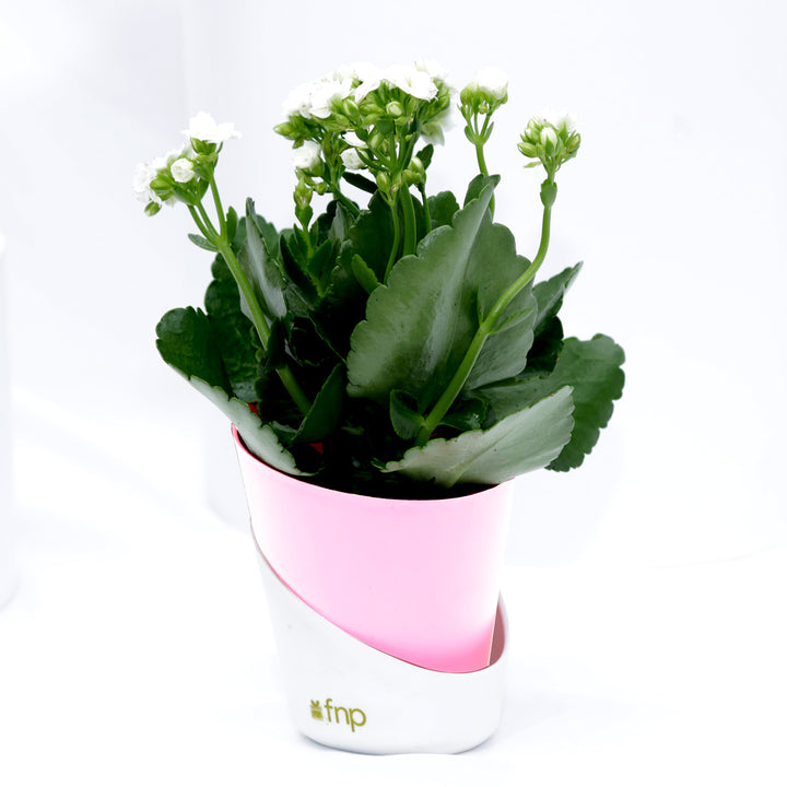 Elegant Kalanchoe Plant in Stylish Conical Pot - Perfect for Indoor & Outdoor Decor
