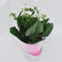 Elegant Kalanchoe Plant in Stylish Conical Pot - Perfect for Indoor & Outdoor Decor