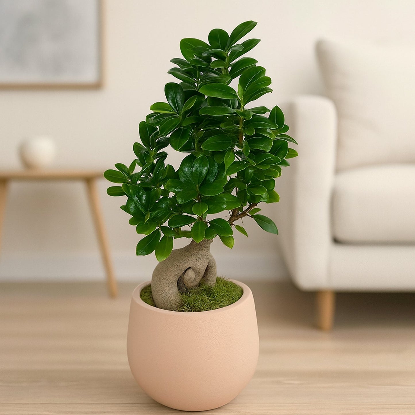 Exquisite Living Sculpture: Ficus Bonsai with Handmade Beige Vase