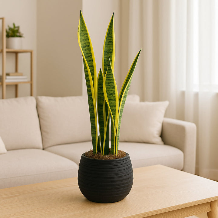 Midnight Planter Snake Plant