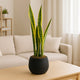 Midnight Planter Snake Plant