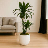 Elegant Dracaena Janet Craig Decorative Plant in Stylish White Pot