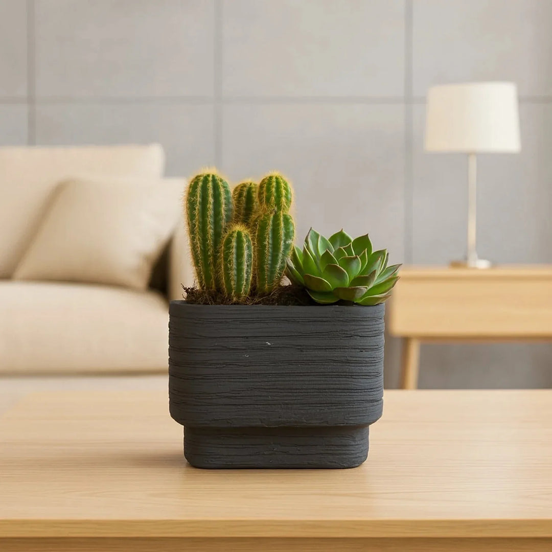 Elegant Modern Minimalist Cactus & Succulent Planter