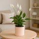 Elegant Modern Minimalist Peace Lily in Rose Pot