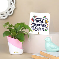 Indoor Money Plant with Decorative Teacher's Day Table Top Gift