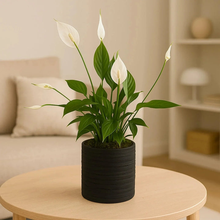 زنبق السلام الأنيق في أصيص أسود أنيق