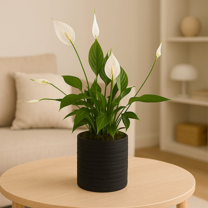Elegant Peace Lily in Stylish Black Planter