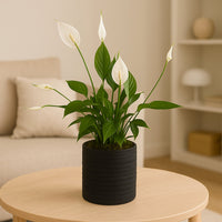 Elegant Peace Lily in Stylish Black Planter
