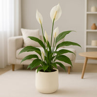 Peace Lily in Modern Cement Pot