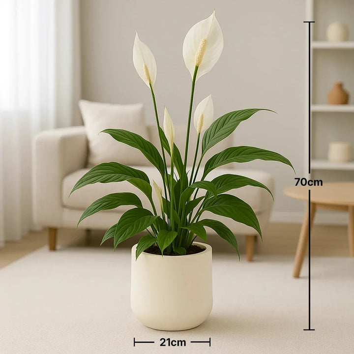 زنبق السلام الأنيق في وعاء سيراميك أبيض حديث - ديكور داخلي مثالي