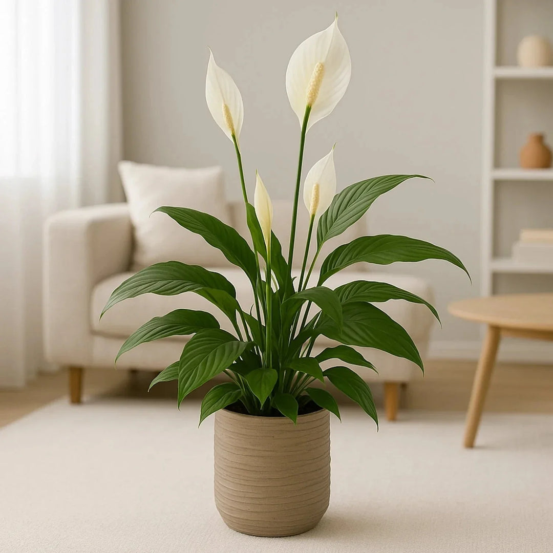 زنبق السلام الأنيق في وعاء سيراميك محكم الصنع