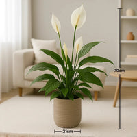 زنبق السلام الأنيق في وعاء سيراميك محكم الصنع