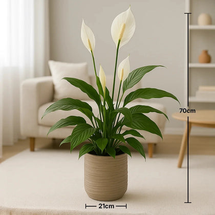 زنبق السلام الأنيق في وعاء سيراميك محكم الصنع