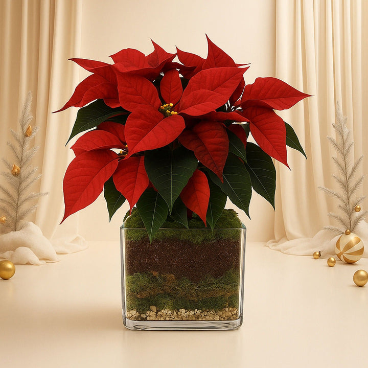 Poinsettia Plant