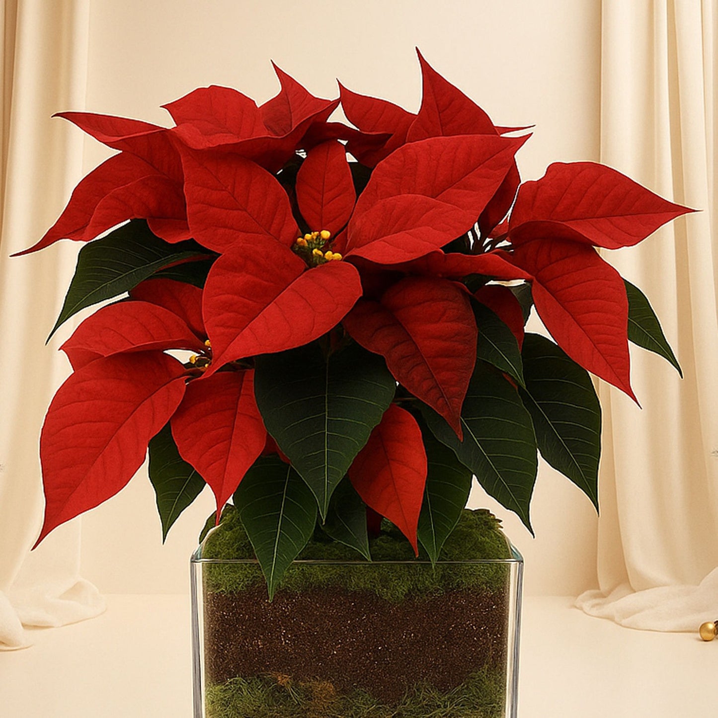 Poinsettia Plant