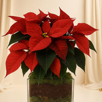 Poinsettia Plant