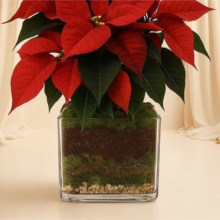 Poinsettia Plant