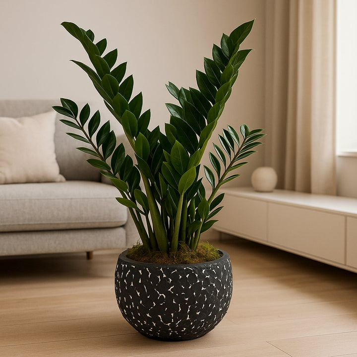 Elegant Premium ZZ Indoor Plant in Artistic Black Pot