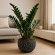 Elegant Premium ZZ Indoor Plant in Artistic Black Pot