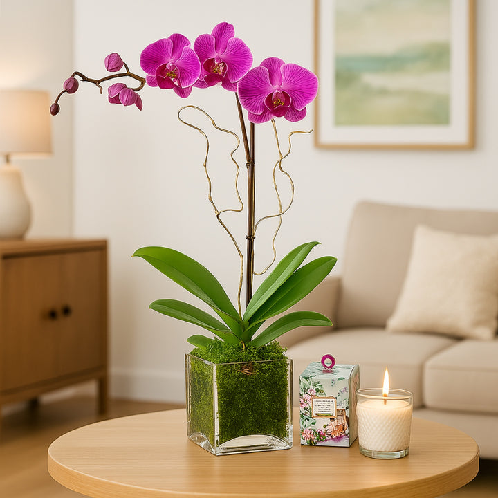 Purple Orchid Plant In Glass Vase