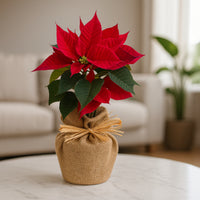 أصيص نبات بونسيتية حمراء