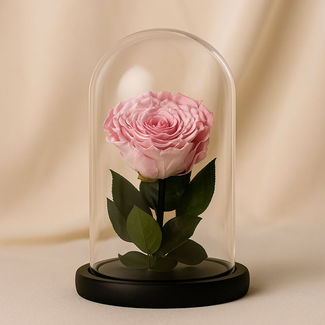 قبة زجاجية ساحرة مع وردة وردية محفوظة للأبد