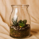 Succulent & Cactus Terrarium