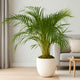 Tropical Areca Palm | Premium Indoor Décor Plant with Stylish White Pot