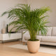 Elegant Tropical Areca Palm in Stylish Warm Beige Pot