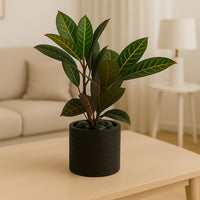 Tropical Croton in Charcoal Planter