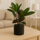 Tropical Croton in Charcoal Planter