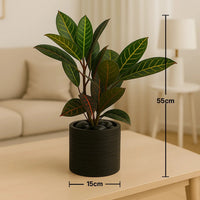 كروتون استوائي أنيق في أصيص فحمي يدوي الصنع